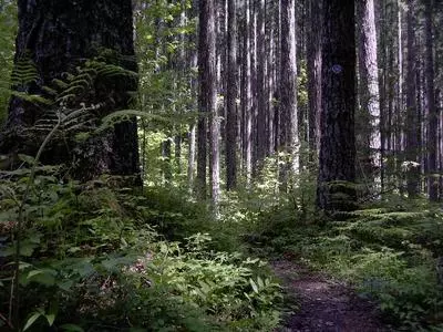Forest