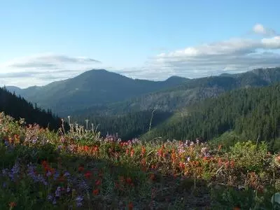 Wildflowers and mountains