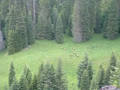 Elk in a meadow