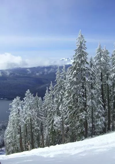 snowy trees