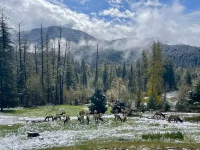Elk Herd in Oakridge